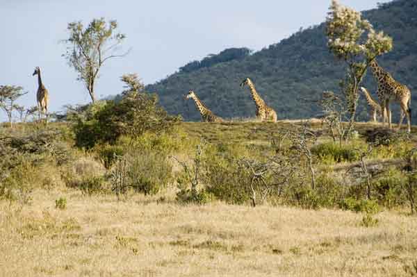 46 - Kenia - Jirafas - lago Naivasha